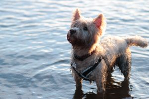 Hamish the Westie, loves Donna, the dog walker Milngavie and Bearsden can rely on.