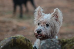 Westie at Milngavie
