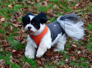 Dog walker in Bearsden with dogs