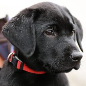 Charlie at Water works Milngavie
