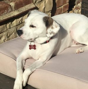 Relaxed dog after walking in Milngavie