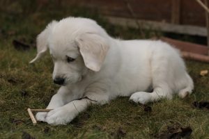 Puppy care Milngavie
