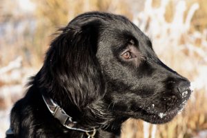 Alfie enjoying a walk with k9company